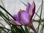 Crocus corsicus 0002