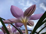 Crocus corsicus 0011