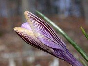 Crocus corsicus 0012