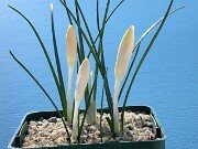 Crocus corsicus albus 0002