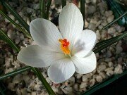 Crocus corsicus albus 0007