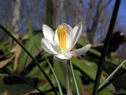 Crocus minimus albus 0004