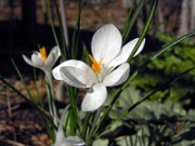 Crocus minimus albus MH 0004