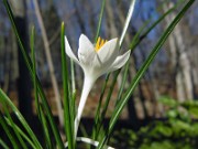 Crocus minimus albus MH 0007