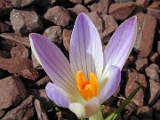 Crocus versicolor 0001