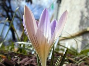 Crocus versicolor 0002
