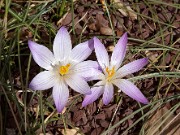 Crocus versicolor 0003