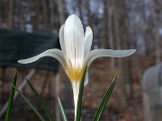 Crocus versicolor 0006