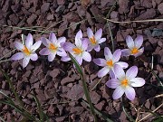 Crocus versicolor 0012