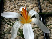 Crocus versicolor 0015