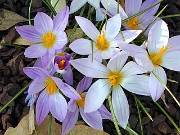 C. imperati