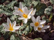 C. malyi