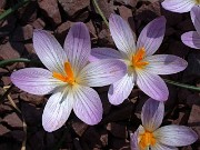 C. versicolor