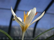 Crocus aleppicus S9914 Wadi Dawa Jordan 0002