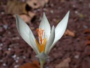 Crocus sp. fall ex VP99 0002