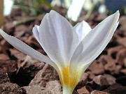 Crocus adanensis 0002