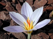 Crocus adanensis 0003