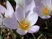 Crocus adanensis 0006
