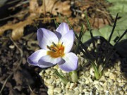 Crocus biflorus (ssp. isauricus) HZ8830 0004