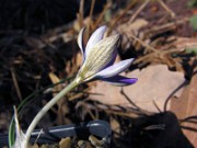 Crocus biflorus S0414 0003