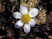 Crocus biflorus S0447 0002