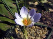 Crocus biflorus ssp. adamii JR 0002