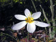 Crocus caspius JTL02 0003