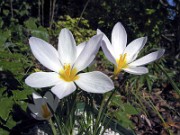 Crocus caspius PF5035 6 0003