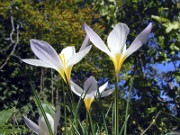 Crocus caspius PF5035 6 0005