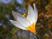 Crocus caspius PF5035-6 0008