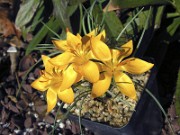 Crocus chrysanthus (var. brunellus) S0237 0003