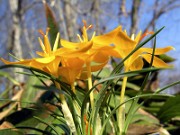 Crocus chrysanthus (var. brunellus) S0237 0009