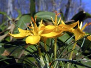 Crocus chrysanthus (var. brunellus) S0237 0010