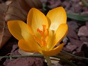 Crocus chrysanthus 0001