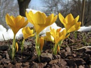 Crocus chrysanthus 0002