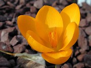 Crocus chrysanthus 0003