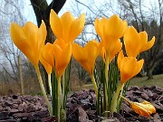 Crocus chrysanthus 0005