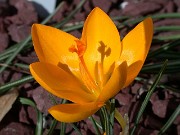 Crocus chrysanthus 1002