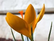 Crocus chrysanthus 1003