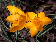 Crocus chrysanthus 1004