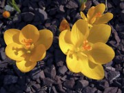 Crocus chrysanthus 1005