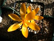 Crocus chrysanthus S0237 0014