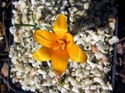 Crocus chrysanthus bronze form NS 0003