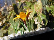 Crocus chrysanthus bronze form NS 0004