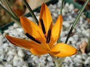 Crocus chrysanthus dark anthers 0002