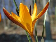 Crocus chrysanthus dark anthers 0005