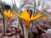 Crocus chrysanthus dark anthers 0006