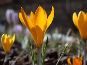 Crocus chrysanthus dark tube 0004