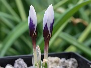 Crocus cyprius 20250119 0002