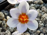Crocus cyprius 20250122 0002